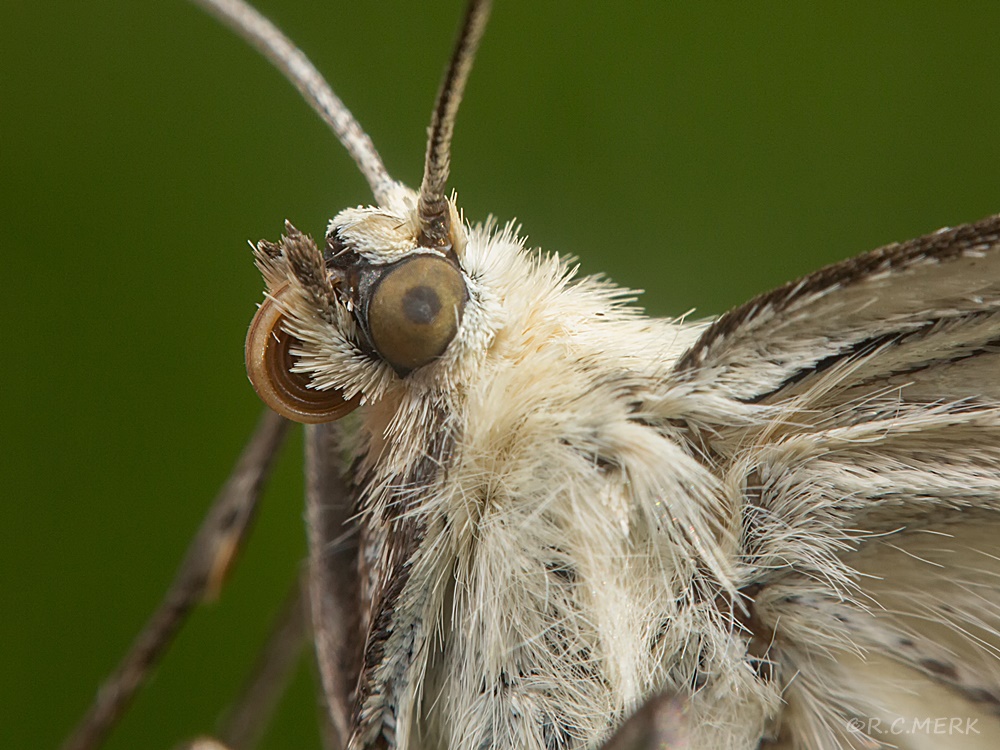 FALTER WEISS HARTHEU-SPANNER Siona lineata 3 1000px.jpg